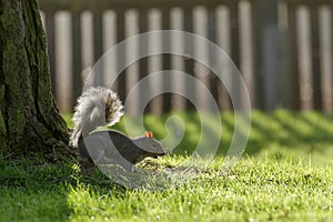 Grey Squirrel (Sciurus carolinensis)