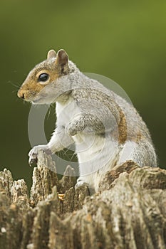 Grey Squirrel Sciurus carolinensis