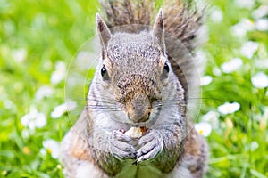 A Grey Squirrel (Sciurus carolinensis) eating a almond and looking to the camera