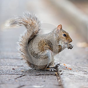 Grey Squirrel Sciurus carolinensis found in the Company`s Gardens, Cape Town