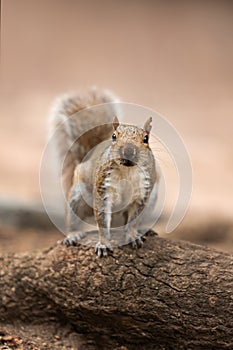 Grey Squirrel Sciurus carolinensis found in the Company`s Gardens, Cape Town