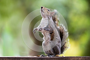 Grey Squirrel Sciurus carolinensis found in the Company`s Gardens, Cape Town