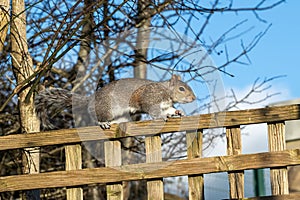 Grey squirrel (Sciurus carolinensis