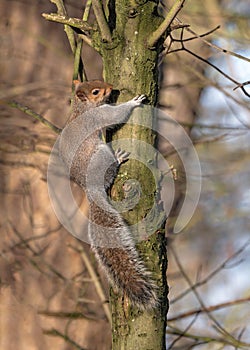 Grey Squirrel - Sciurus carolinensis, hiding on a tree, Warwickshire, England