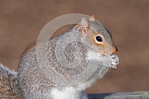 Grey squirrel sciurus carolinensis