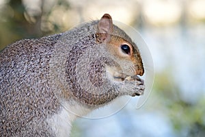 Grey squirrel sciurus carolinensis