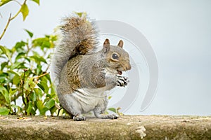 Grey Squirrel, Sciurus carolinensis sitting on a bridge