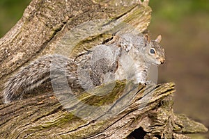 Grey Squirrel - Sciurus carolinensis