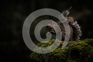 Grey Squirrel, Sciurus carolinensis sitting on a moss covered wall