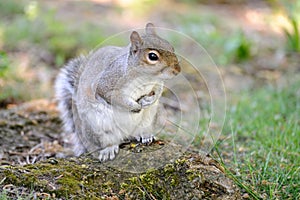 Grey squirrel (Sciurus carolinensis) sitting up