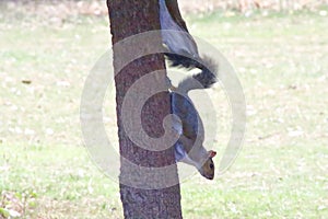 Grey Squirrel (Sciurus carolinensis) in tree