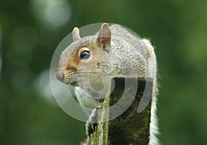 Grey Squirrel, sciurus carolinensis, wooden beam