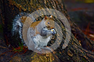 Grey squirrel in search for food
