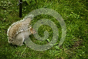 A grey squirrel searching for food