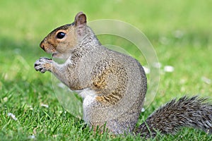 Grey squirrel