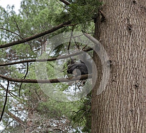 A grey squirrel sits and gnaws a nut on a spruce branch in a coniferous forest