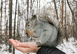 Grey squirrel sits on human`s hand and gnaws nuts.