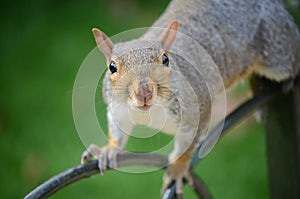 Grey Squirrel photo