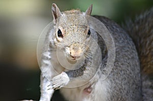 Grey Squirrel photo