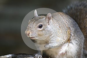 Grey Squirrel photo