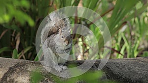 Grey Squirrel Sits in the Wind