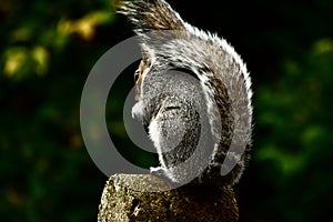 A grey squirrel sitting on a fence