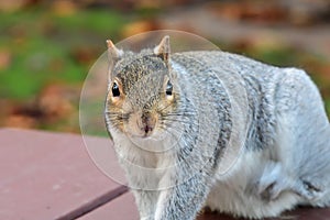 Grey squirrel sitting on a picnic table