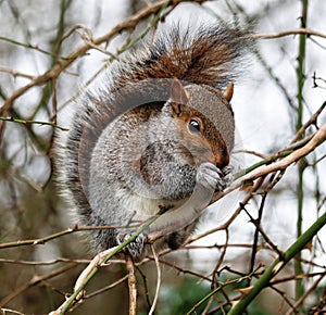 Grey Squirrel sitting sitting on a tree branch