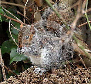 Grey Squirrel sitting sitting on a tree branch