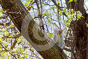 Grey squirrel sitting on a tree branch.