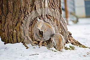 Grey Squirrel in the snow, Lachine, Montreal, Quebec, Canada.
