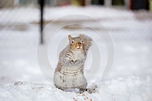 Grey Squirrel in the snow, Lachine, Montreal, Quebec, Canada.