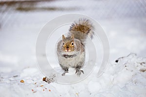 Grey Squirrel in the snow, Lachine, Montreal, Quebec, Canada.