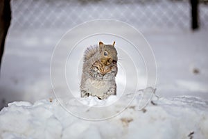 Grey Squirrel in the snow, Lachine, Montreal, Quebec, Canada.