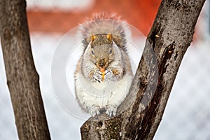 Grey Squirrel in the snow, Lachine, Montreal, Quebec, Canada.