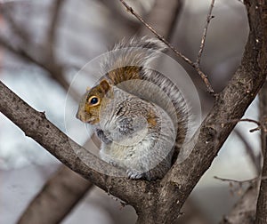 Grey Squirrel in the snow, Lachine, Montreal, Quebec, Canada.