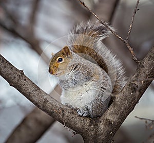 Grey Squirrel in the snow, Lachine, Montreal, Quebec, Canada.