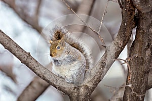 Grey Squirrel in the snow, Lachine, Montreal, Quebec, Canada.