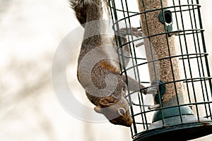 Grey Squirrel on a squirrel proof bird feeder photo