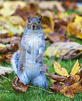 Grey Squirrel Standing in Fall Leaves