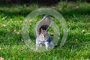 A grey squirrel standing in a field and looking at the camera