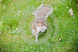 Grey Squirrel Standing on Hind Legs on the grass looking at camera