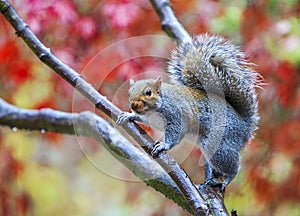 Grey Squirrel Standing on Tree Branch