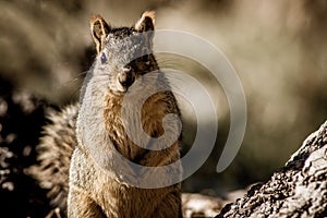 Grey squirrel standing up