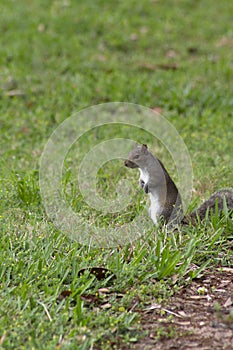 Grey squirrel standing up