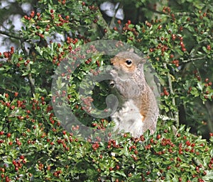 Grey squirrel standing up to eat berries in a hawthorn tree