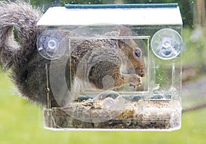 Grey squirrel stealing foodform a window bird feeder