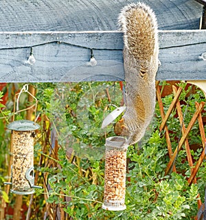 Grey squirrel stealing nuts from bird-feeder