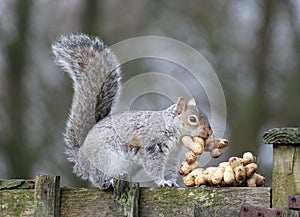 Grey squirrel stealing peanuts meant for birds.