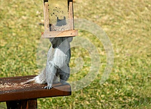 Grey squirrel steals bird seed